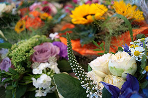 Blumen, Pflanzen Werder